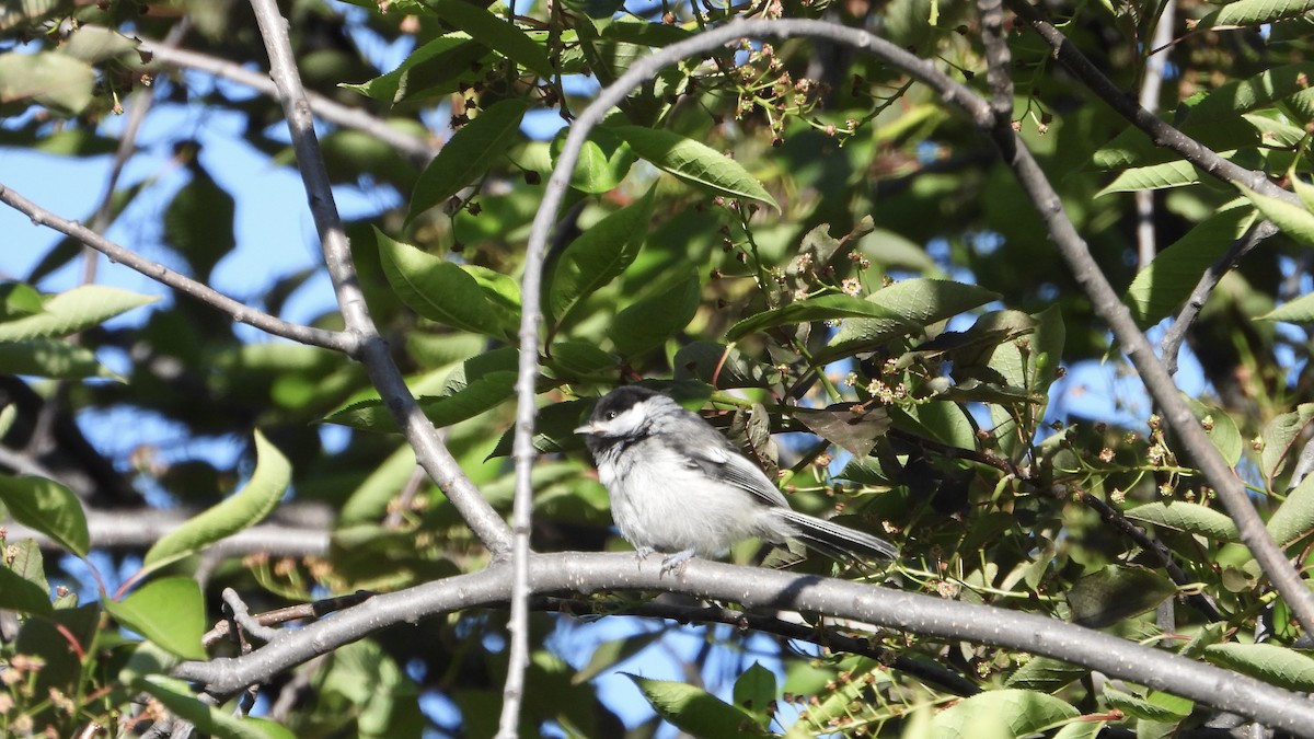 Mésange à tête noire - ML620679508