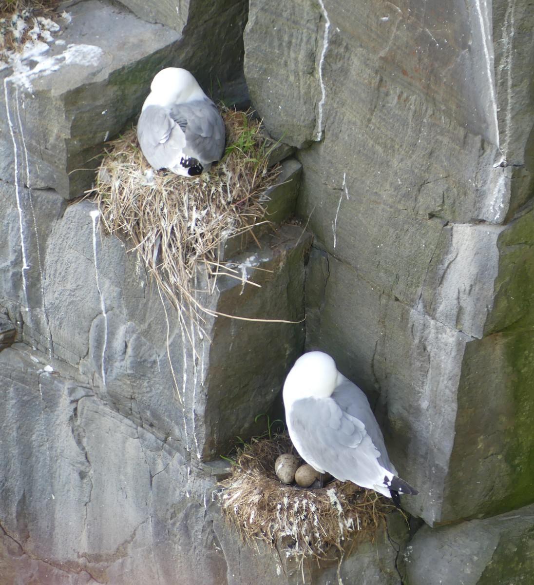 Black-legged Kittiwake - ML620679512