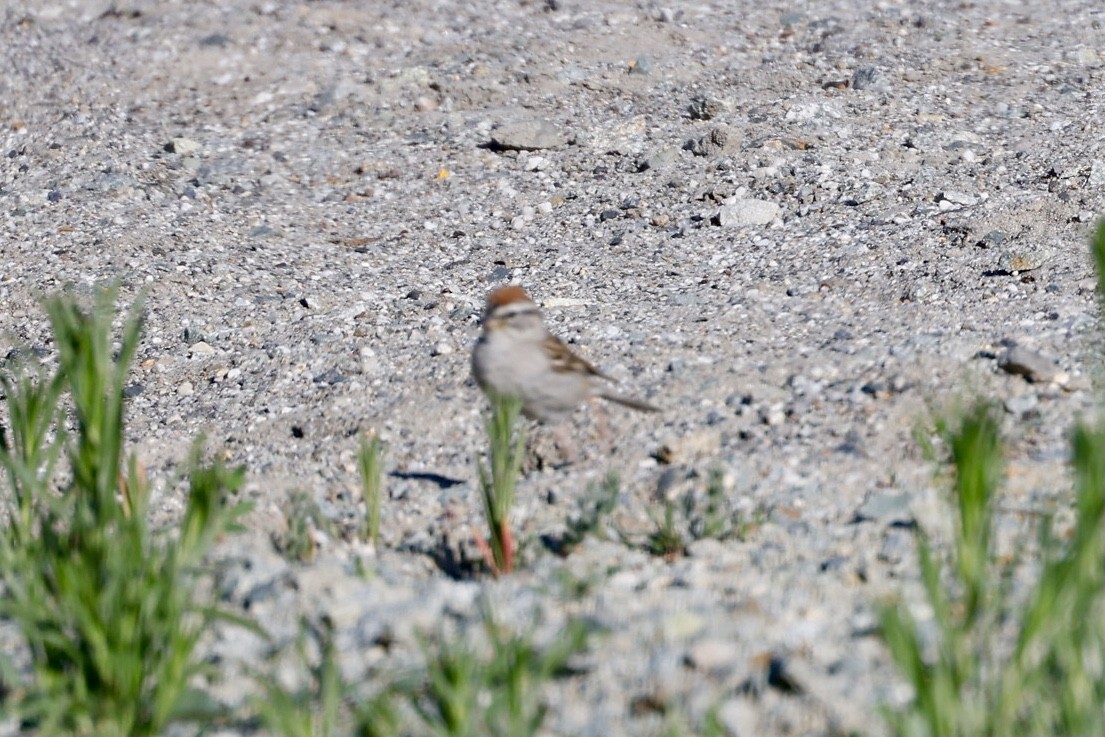 Chipping Sparrow - ML620679514