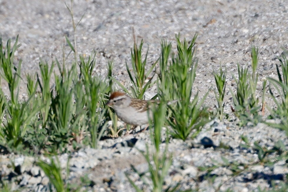 Chipping Sparrow - ML620679515