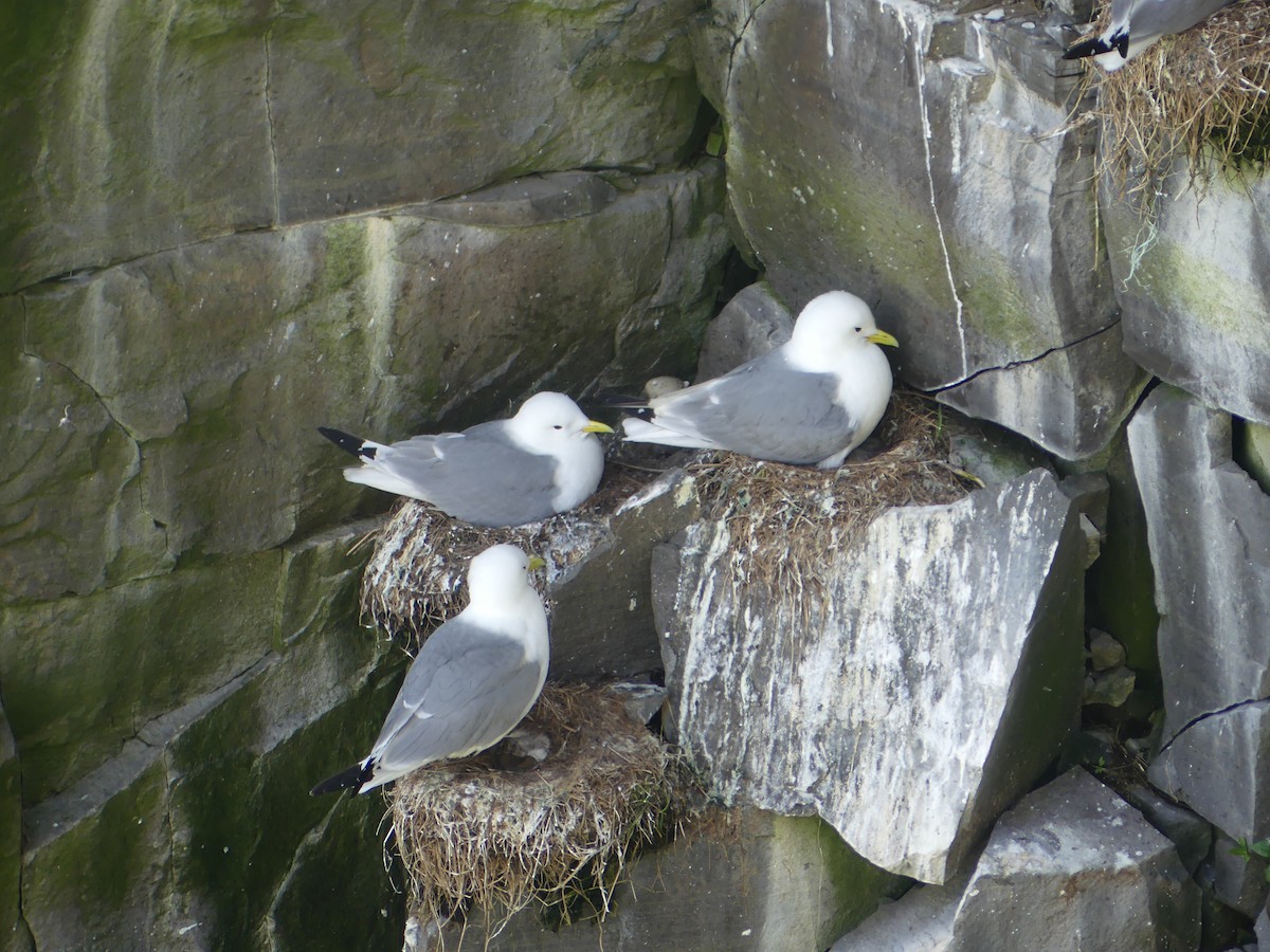 Black-legged Kittiwake - ML620679527