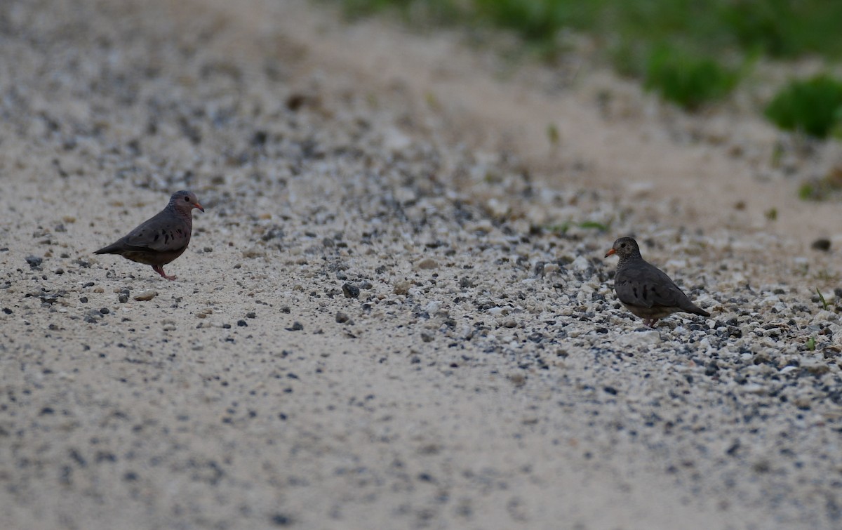 Common Ground Dove - ML620679528