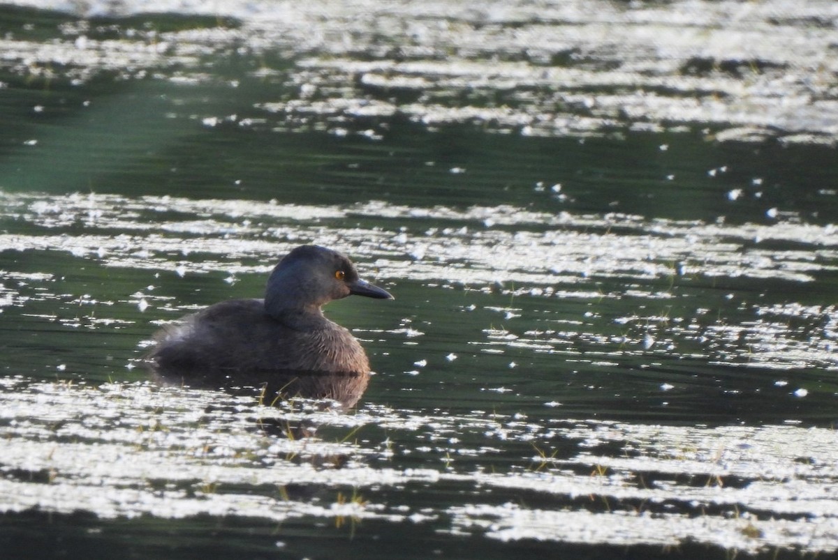 Least Grebe - ML620679533