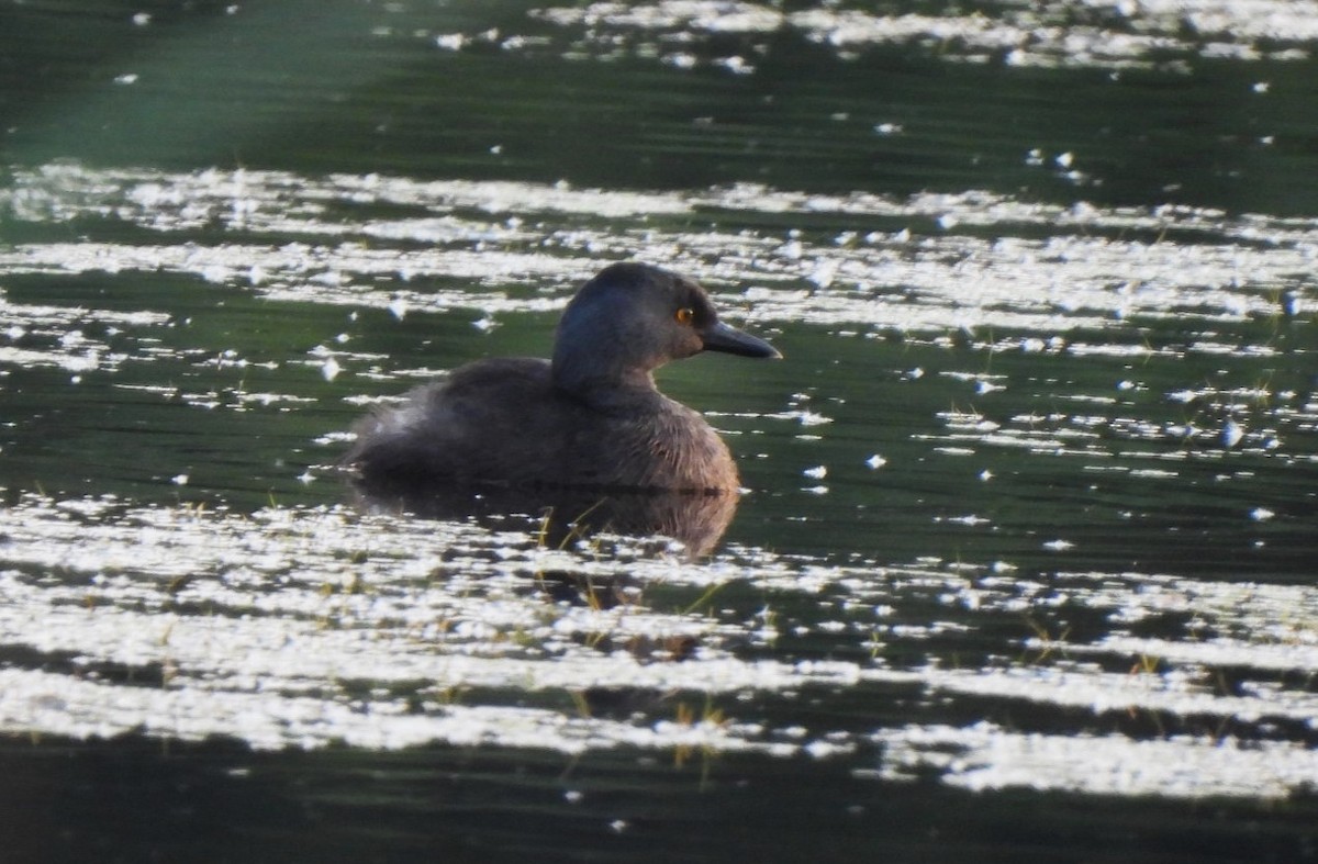 Least Grebe - Charley Amos