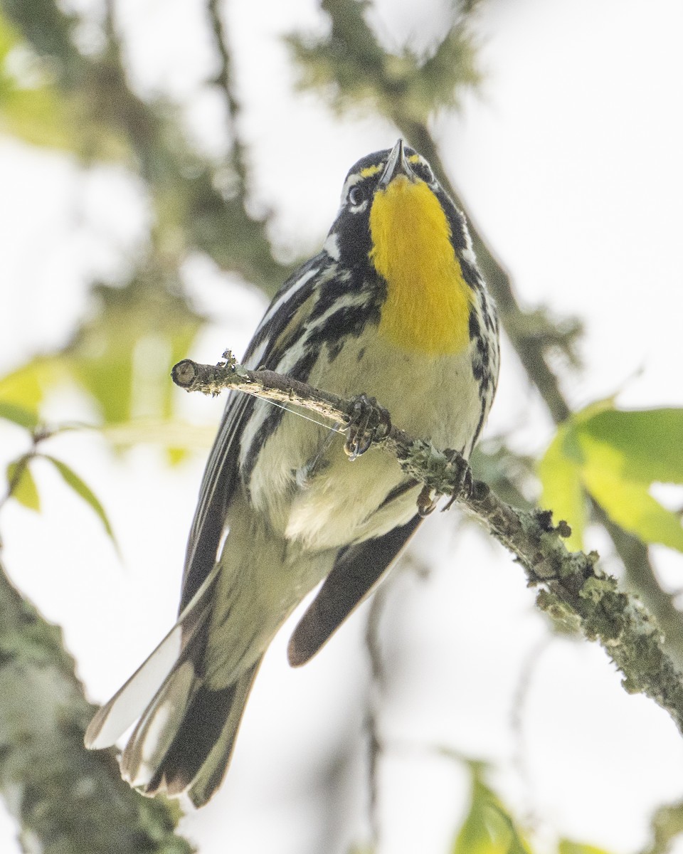 Yellow-throated Warbler - ML620679536