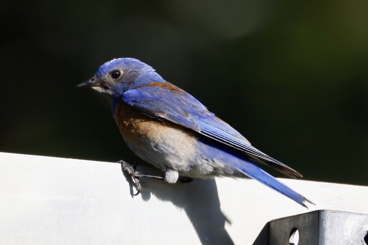 Western Bluebird - ML620679537