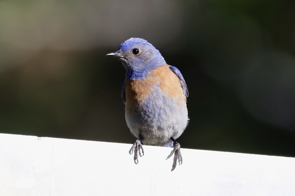 Western Bluebird - ML620679538