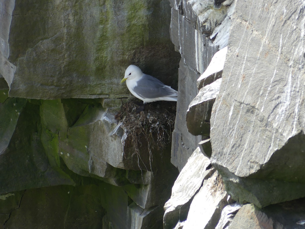 Black-legged Kittiwake - ML620679539