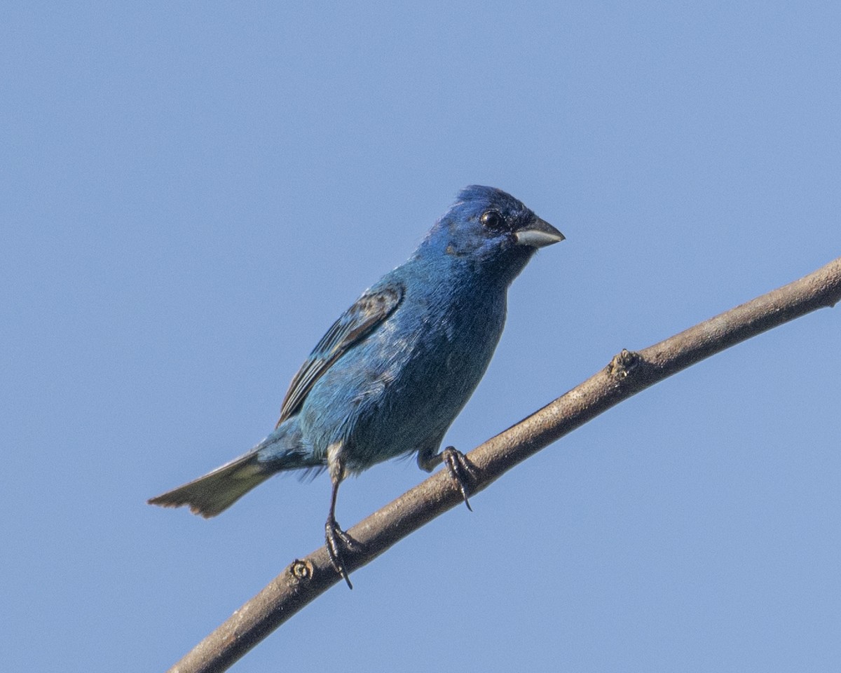 Indigo Bunting - ML620679540