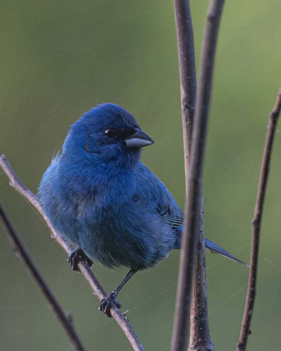 Indigo Bunting - ML620679541