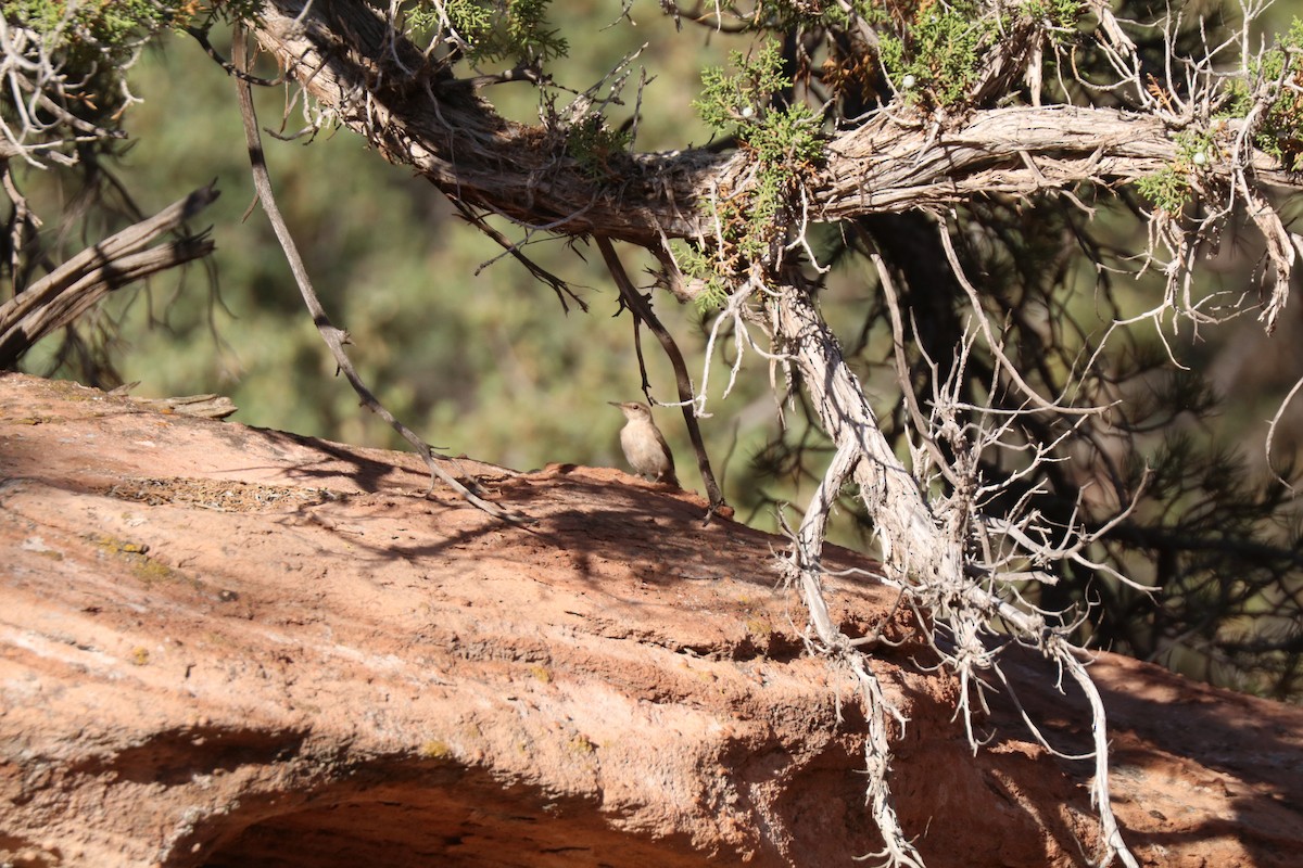 Rock Wren - ML620679542