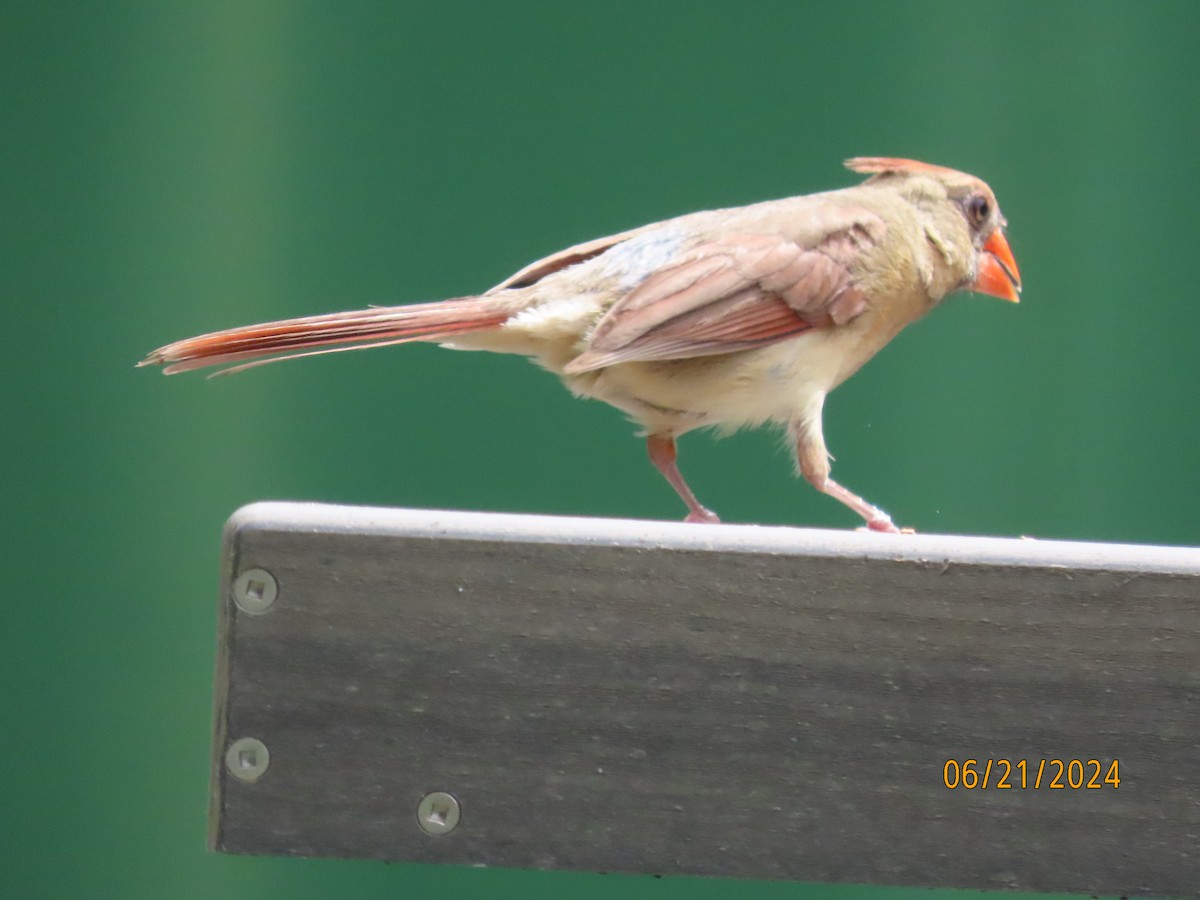 Northern Cardinal - ML620679547