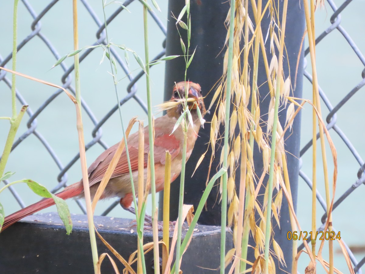 Northern Cardinal - ML620679550