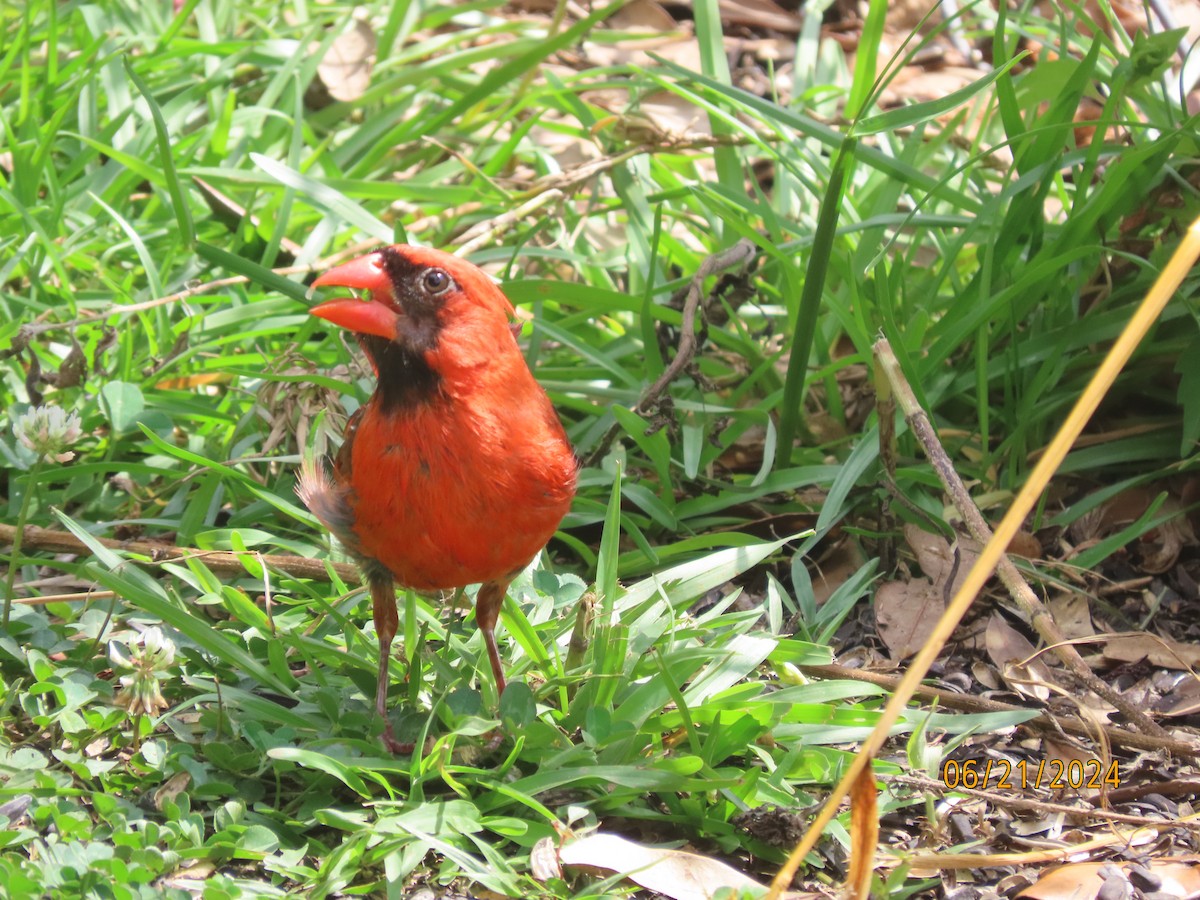 Northern Cardinal - ML620679554