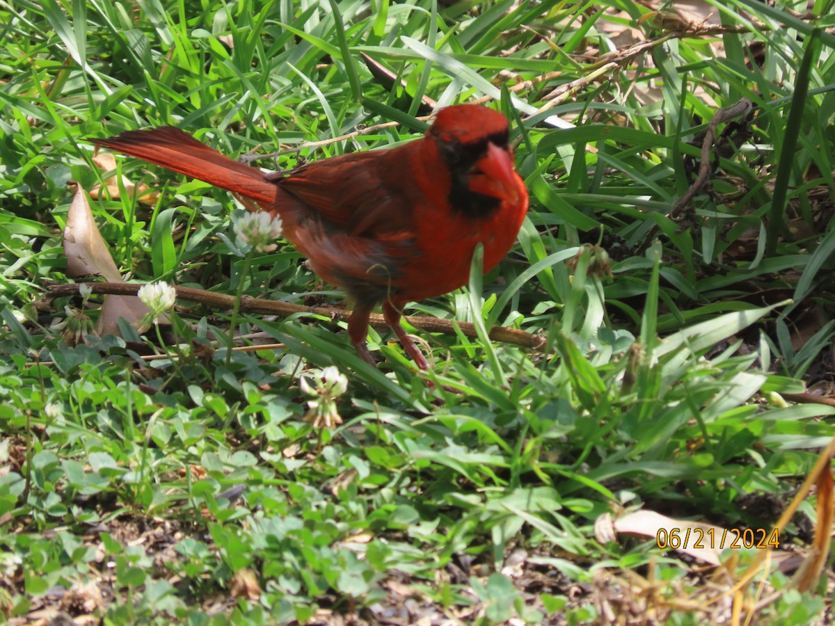 Northern Cardinal - Susan Leake