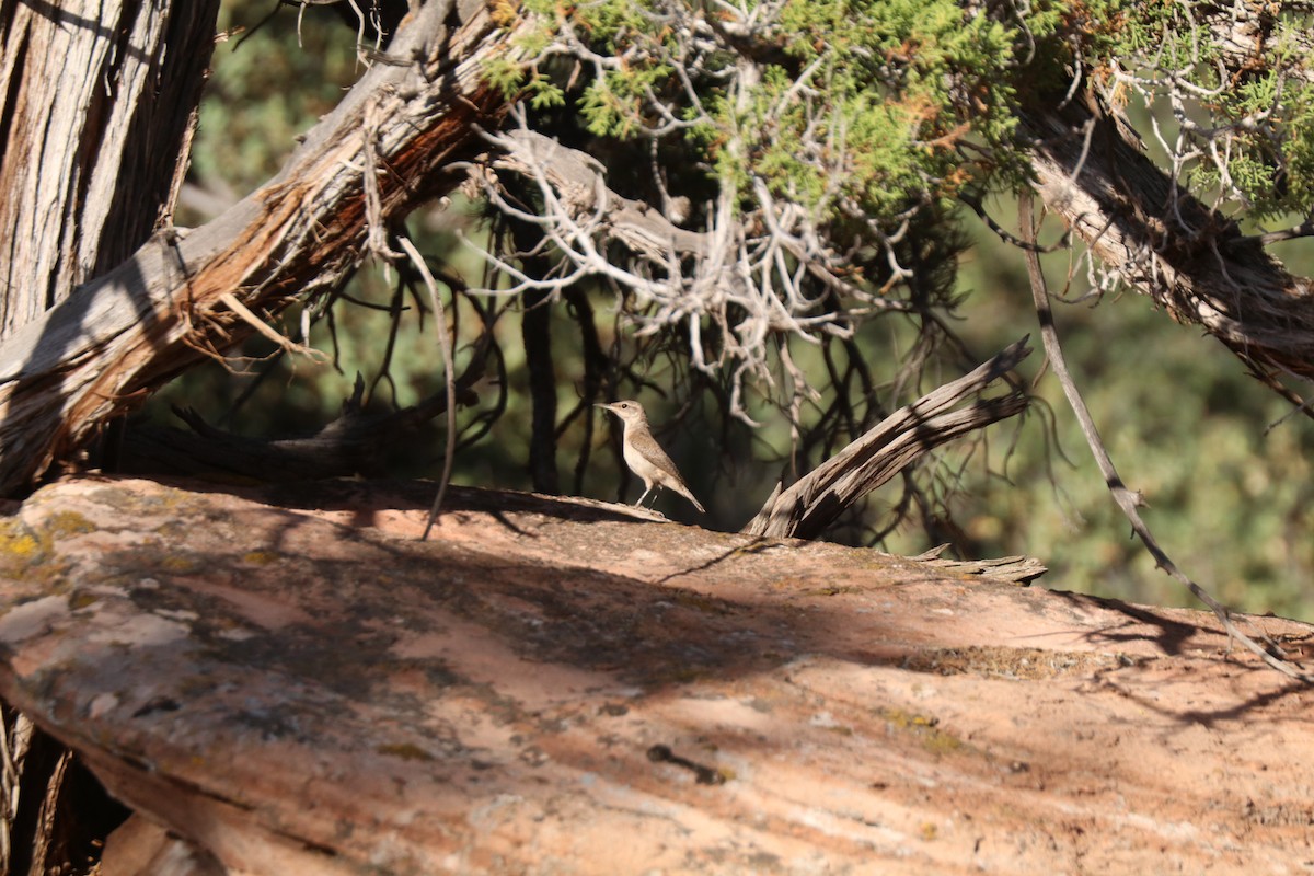 Rock Wren - Matt Conn