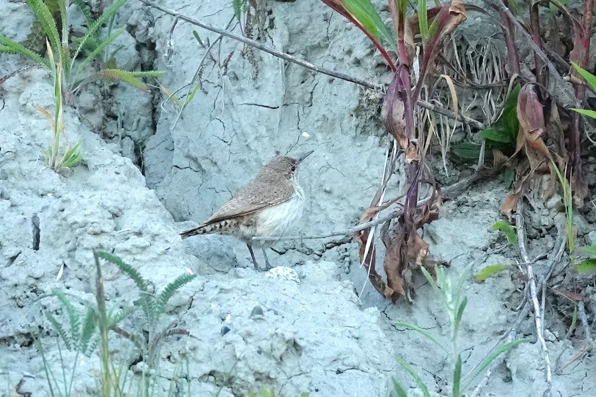 Rock Wren - ML620679563