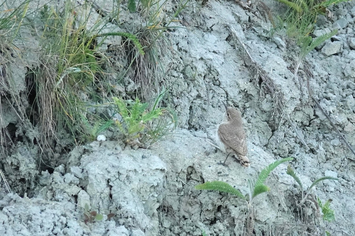 Rock Wren - ML620679564