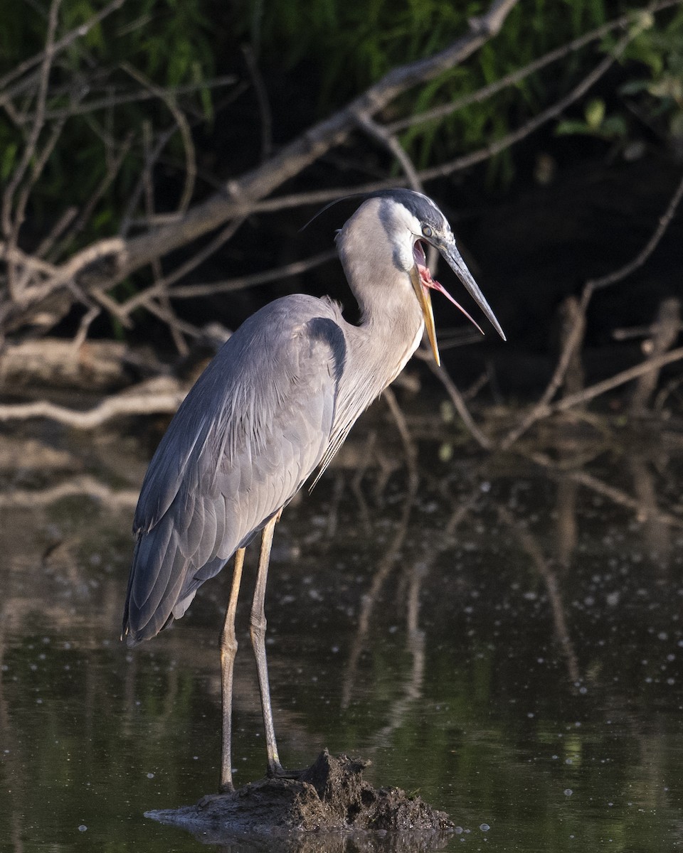 Great Blue Heron - ML620679565