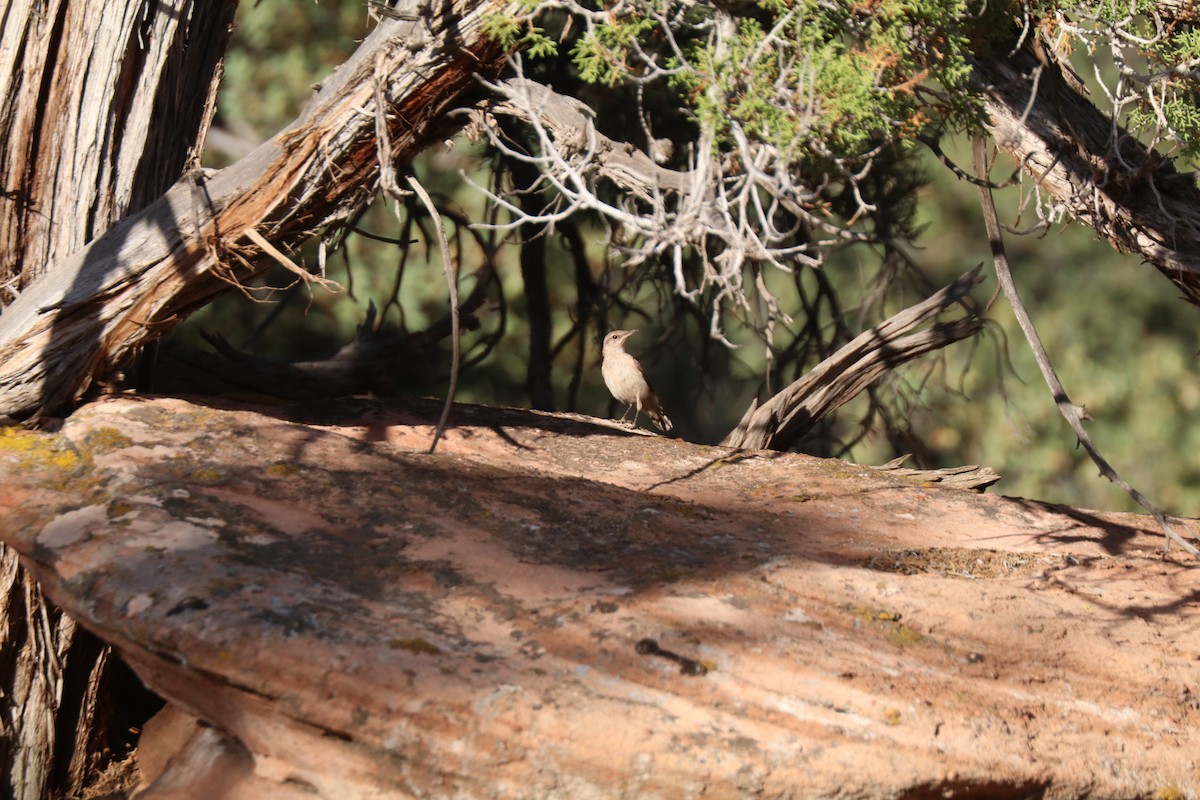 Rock Wren - ML620679566