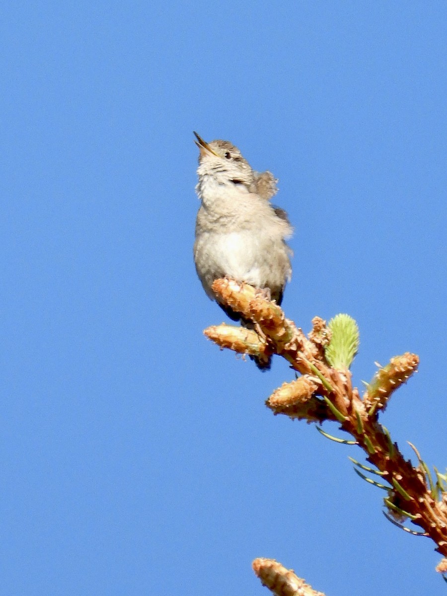 House Wren - ML620679567