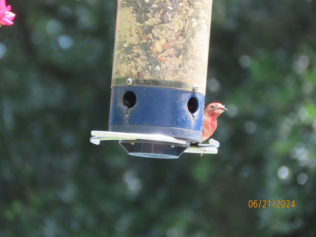 House Finch - ML620679575