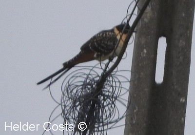 Great Spotted Cuckoo - ML620679576