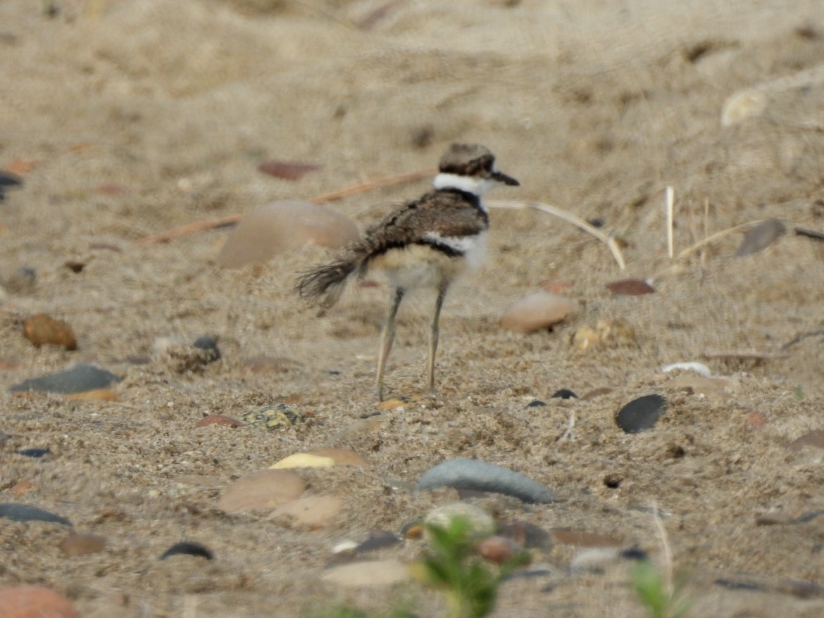 Killdeer - ML620679577