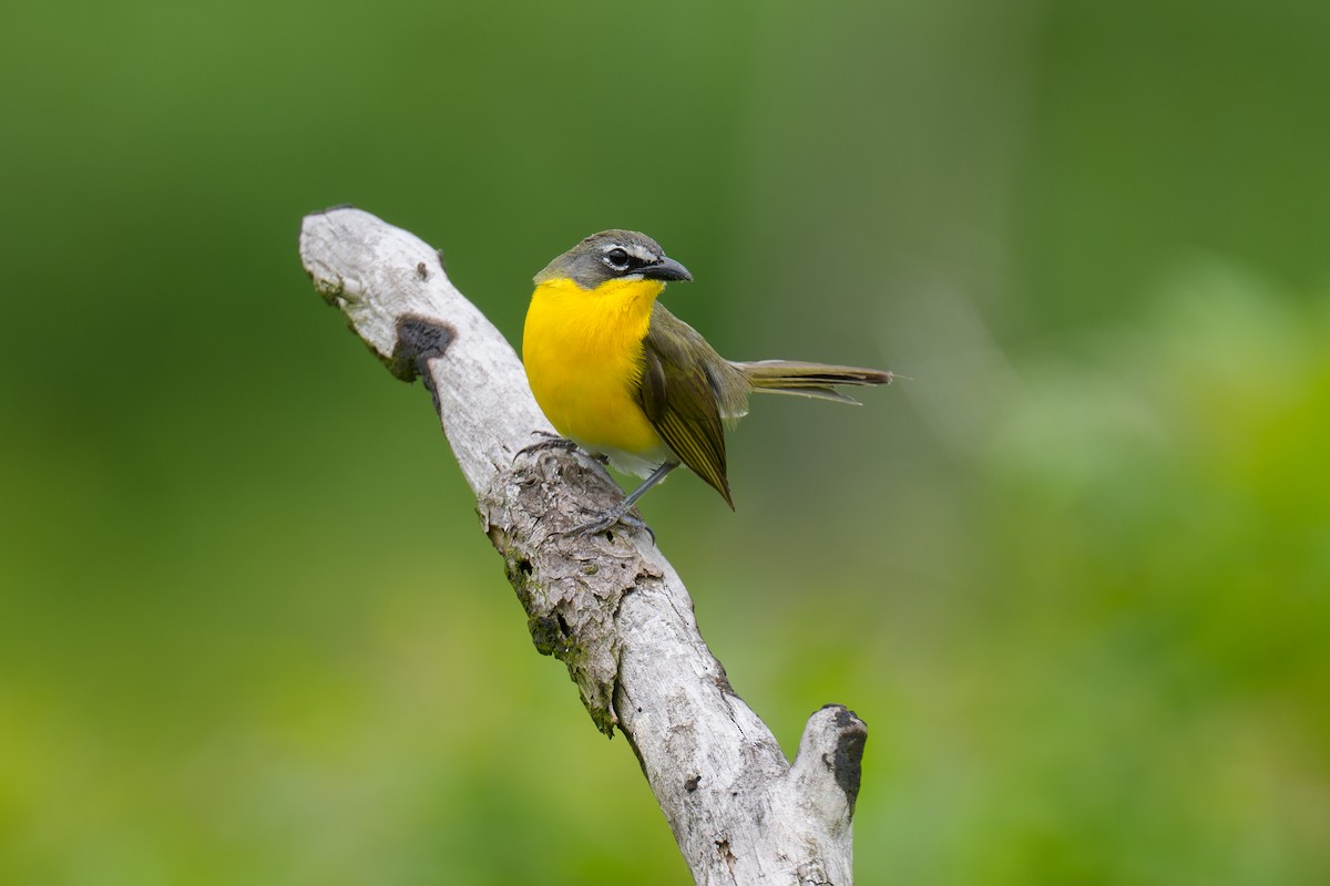 Yellow-breasted Chat - ML620679580