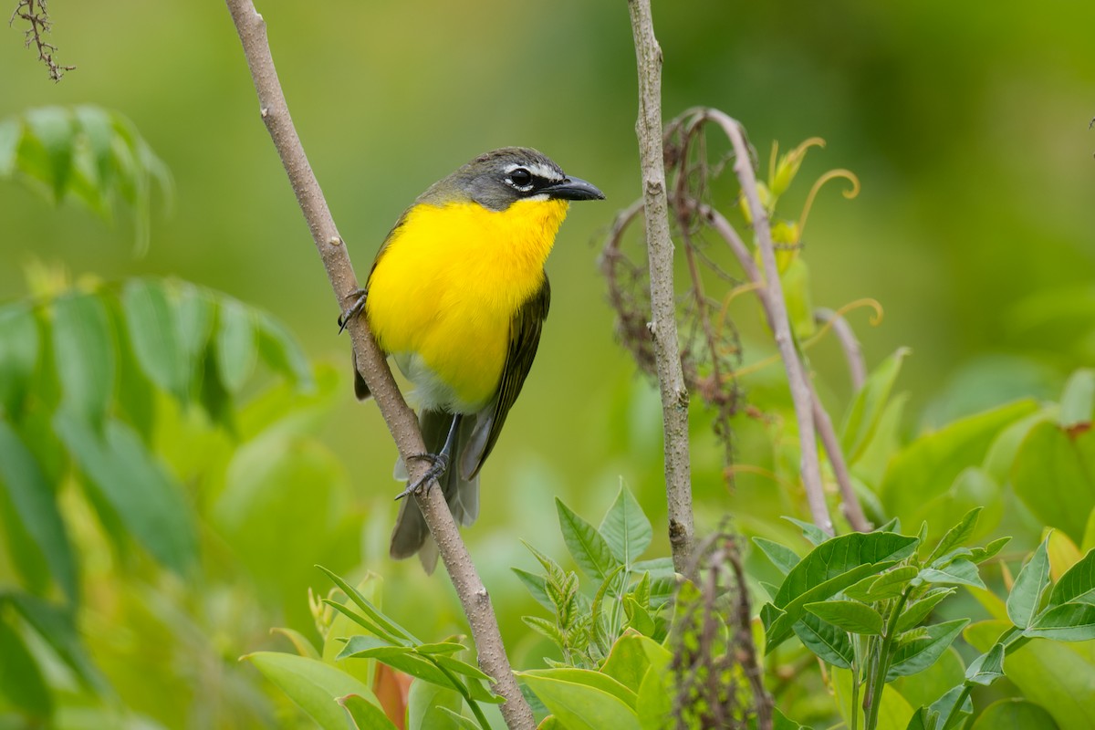 Yellow-breasted Chat - ML620679581