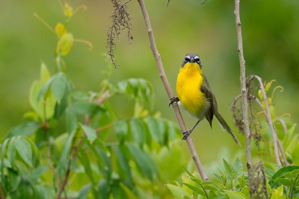 Yellow-breasted Chat - ML620679582