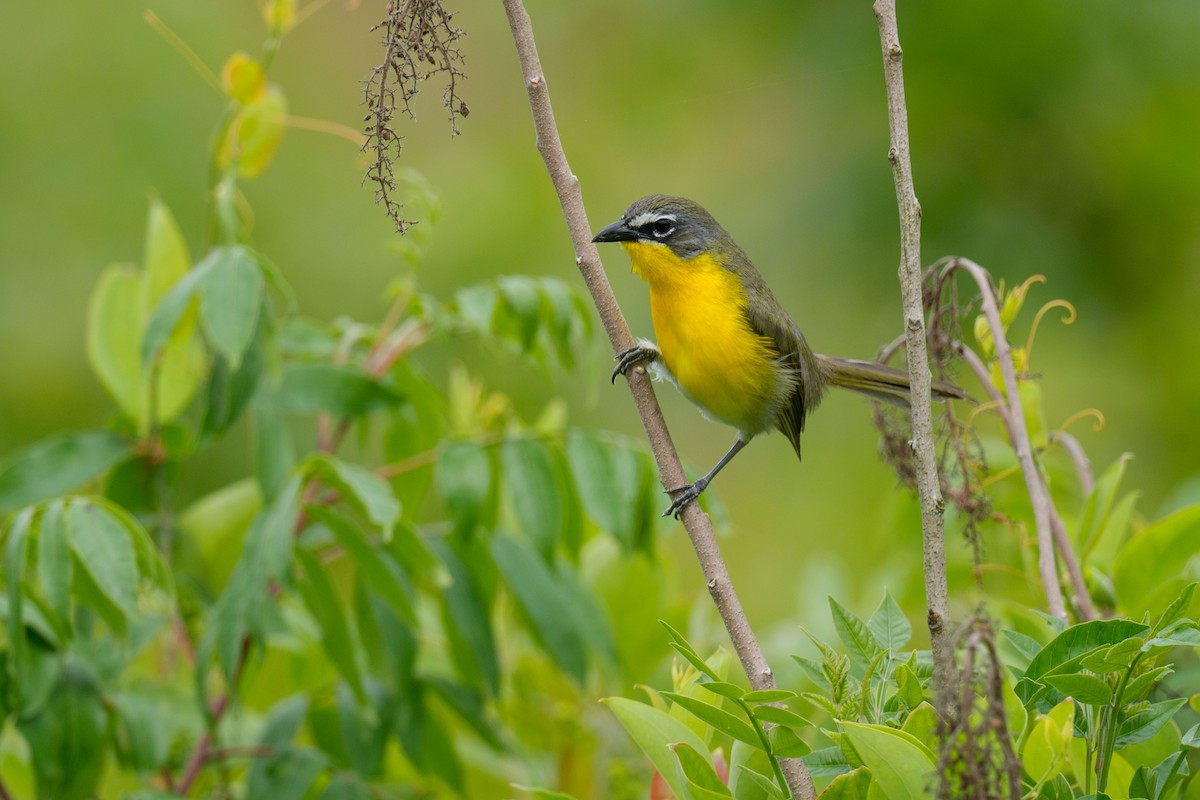 Yellow-breasted Chat - ML620679583