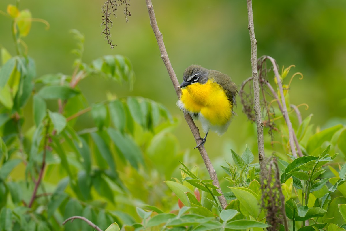 Yellow-breasted Chat - ML620679584