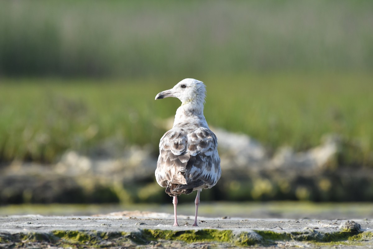 Gaviota Argéntea - ML620679585