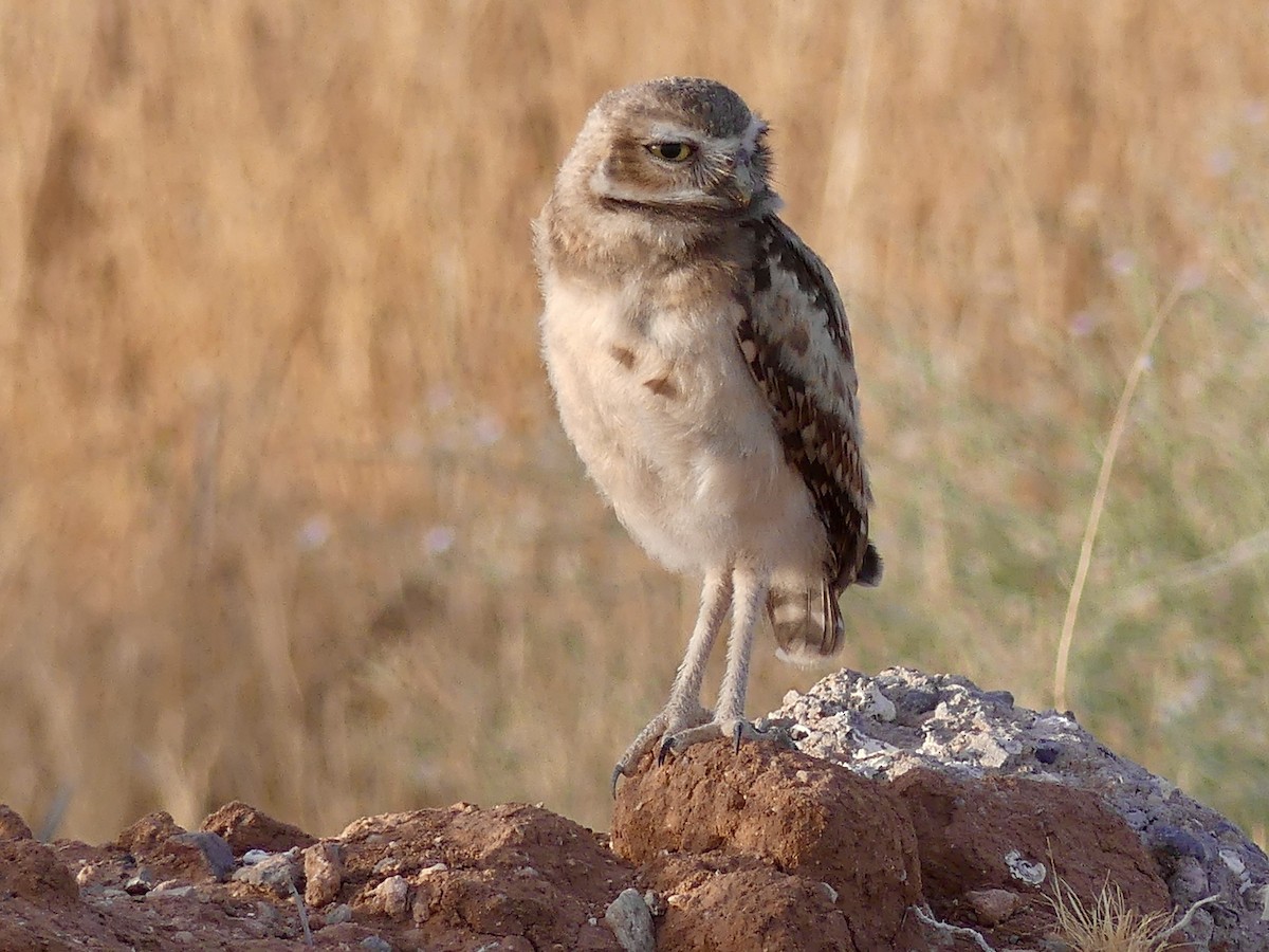 Burrowing Owl - Dennis Wolter