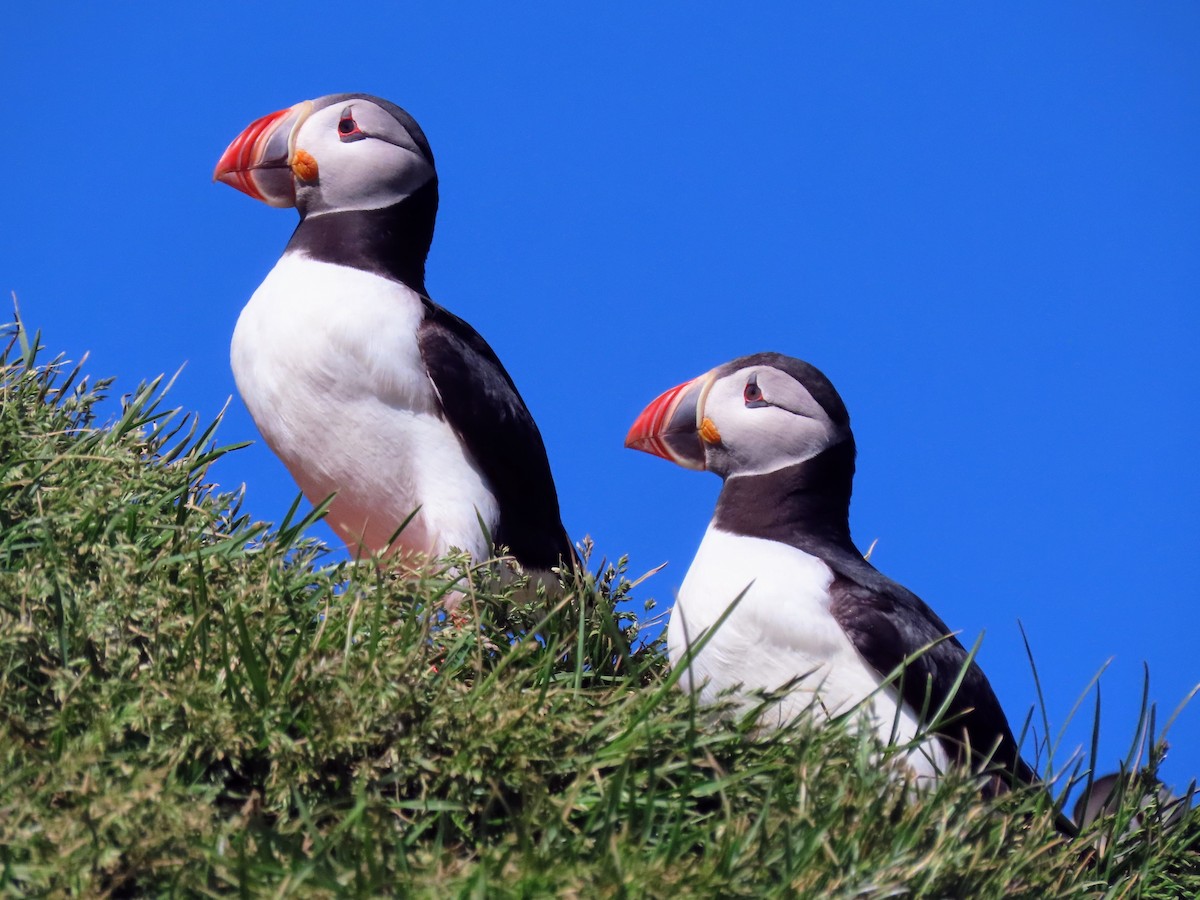 Atlantic Puffin - Kent Skaggs