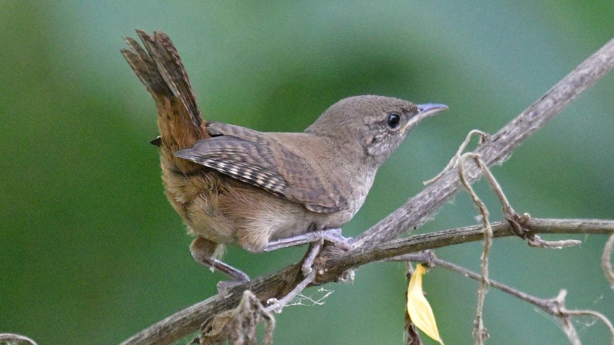 House Wren (Northern) - ML620679592