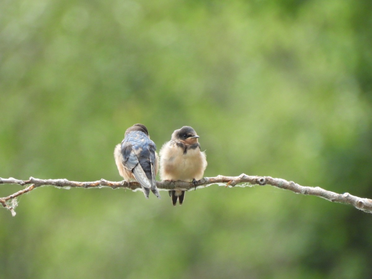 Barn Swallow - ML620679595