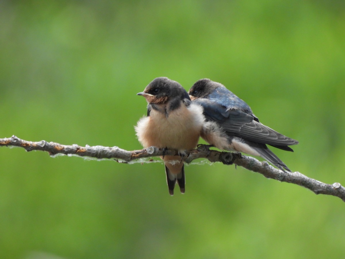 Barn Swallow - ML620679597