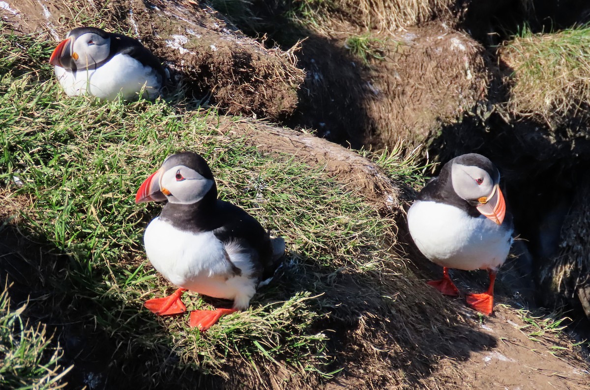 Atlantic Puffin - Kent Skaggs