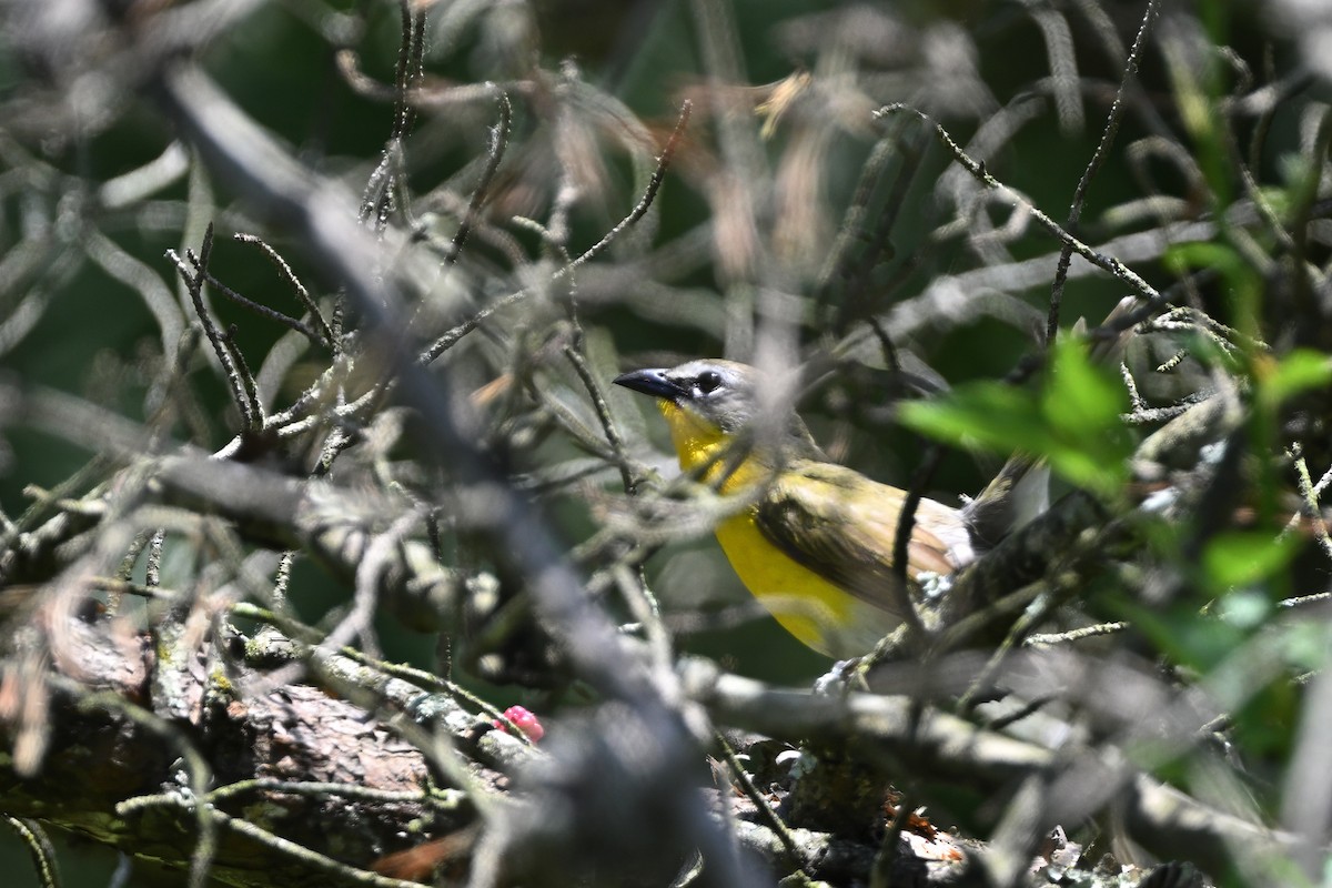 Yellow-breasted Chat - ML620679600