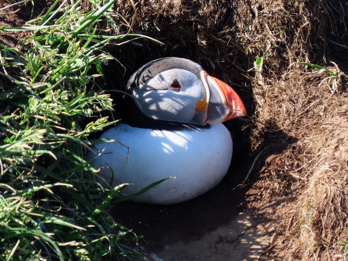 Atlantic Puffin - ML620679601