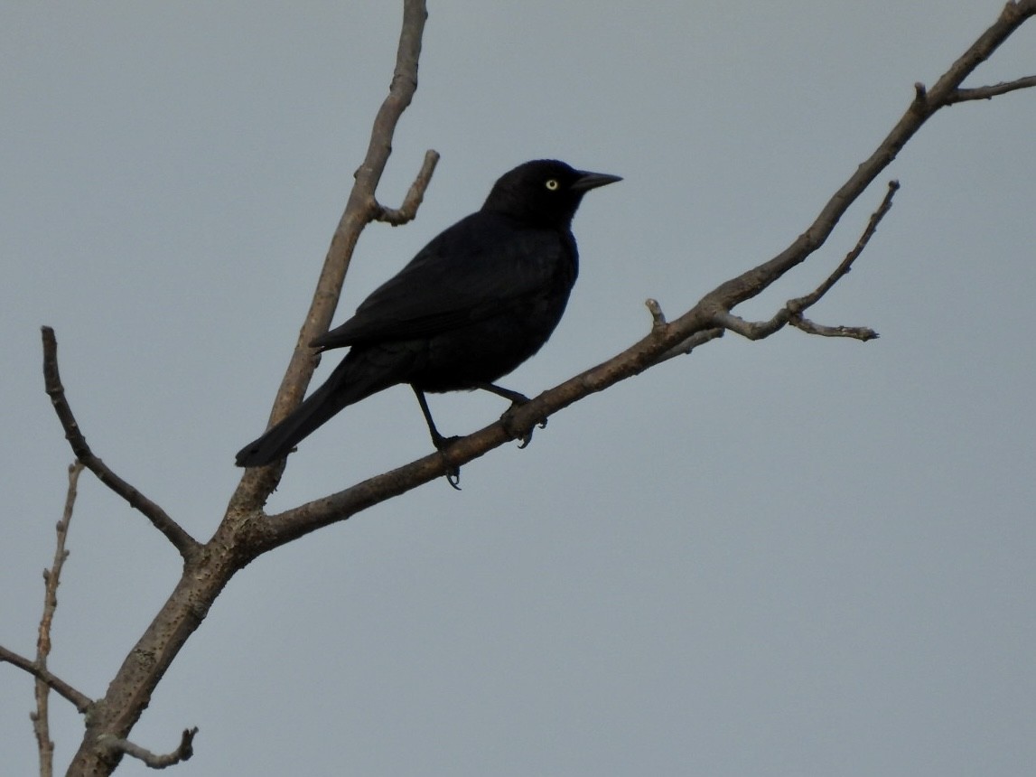 Brewer's Blackbird - ML620679602