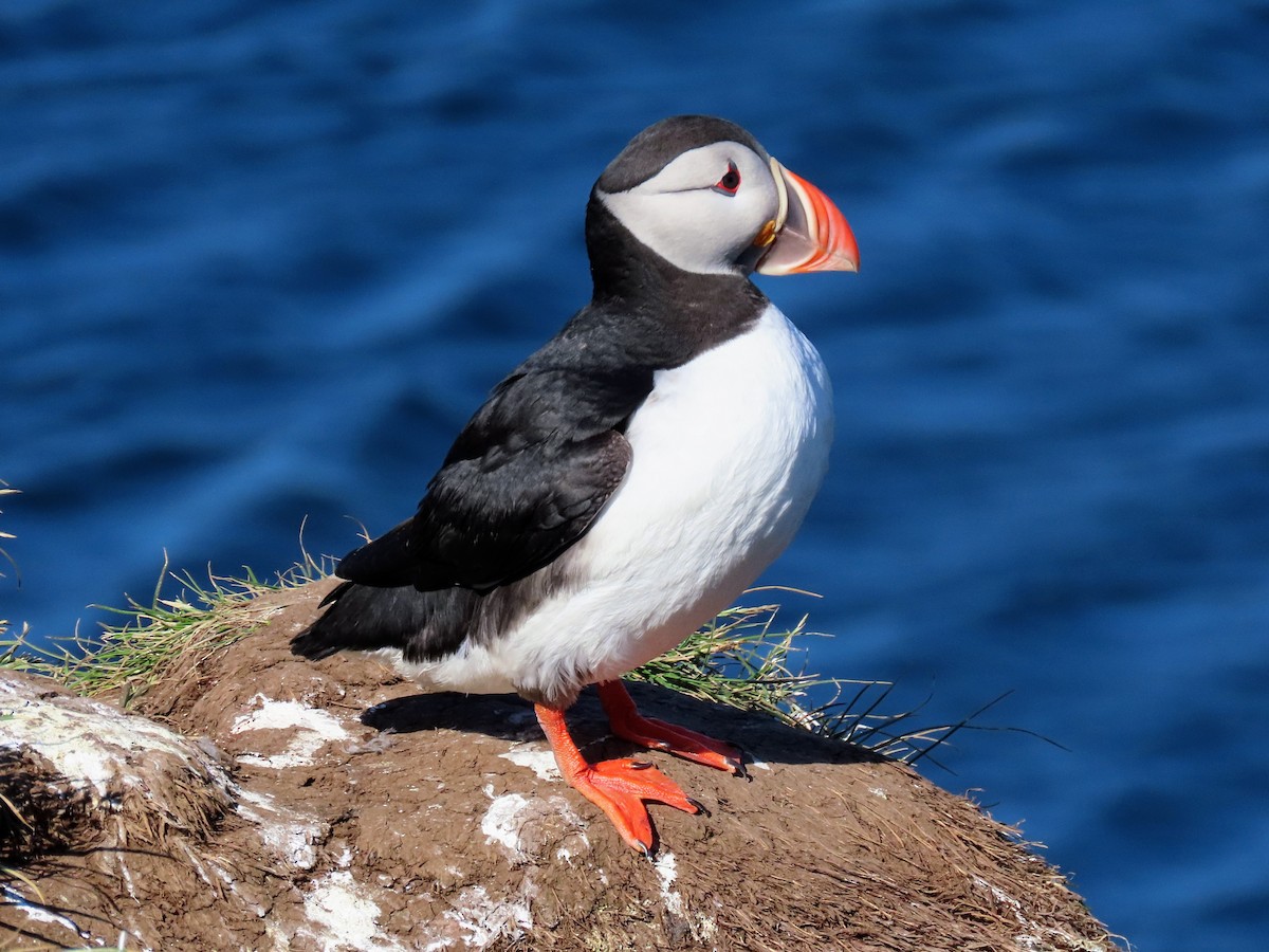 Atlantic Puffin - ML620679603