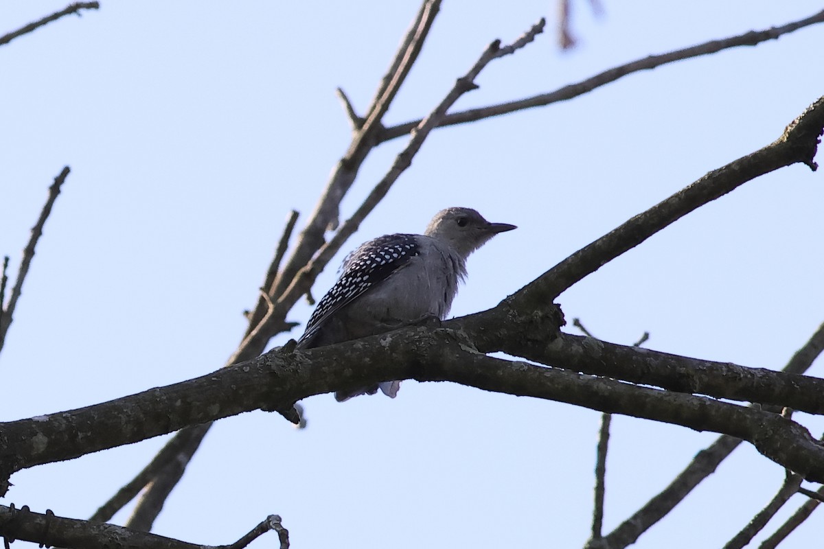 Red-bellied Woodpecker - ML620679604