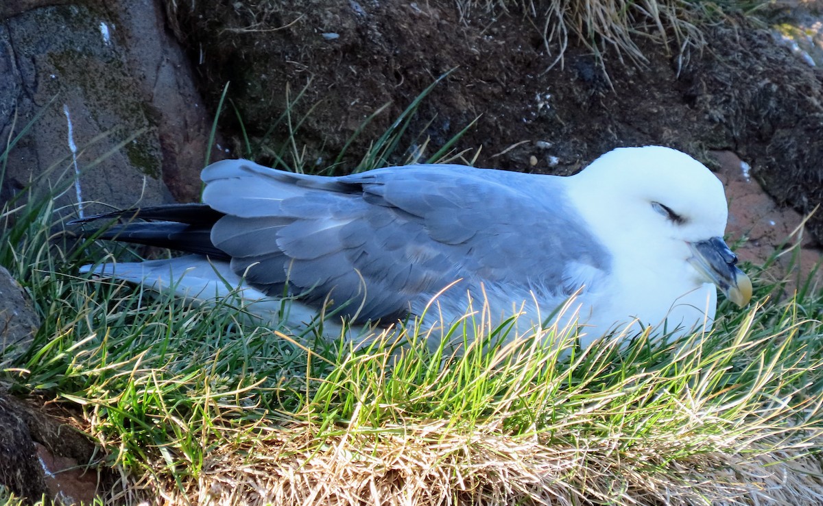 Northern Fulmar - Kent Skaggs