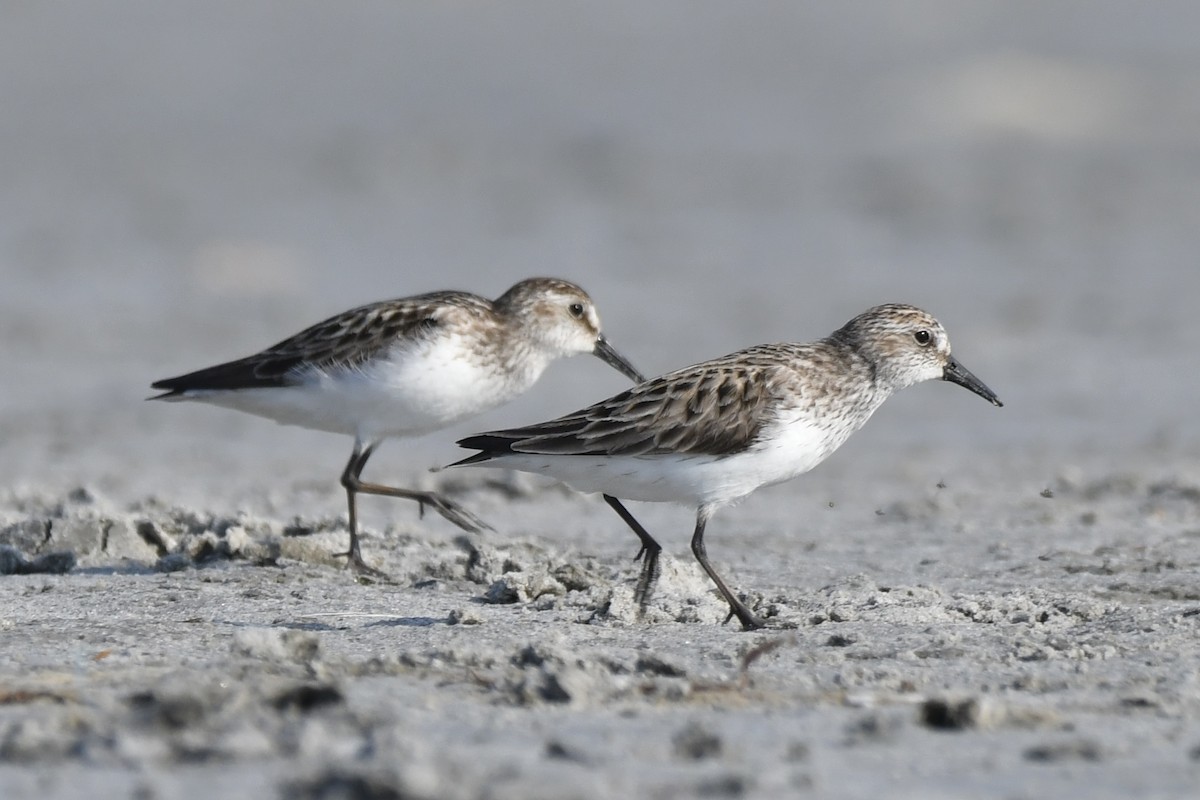 Semipalmated Sandpiper - ML620679608