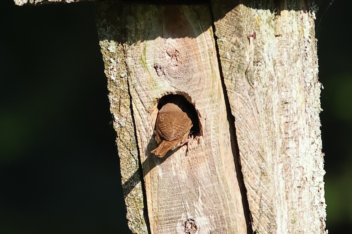 House Wren - ML620679613