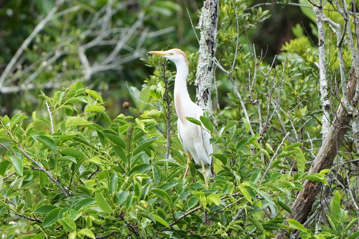 Western Cattle Egret - ML620679615