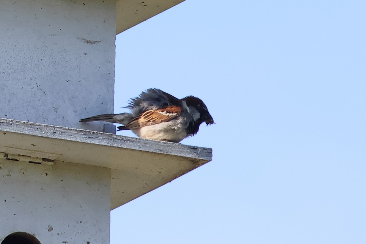 House Sparrow - ML620679616